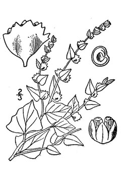 Atriplex Silvery Orach, Silverscale saltbush, Stalked saltbush Atriplex Silvery Orach, Silverscale saltbush, Stalked saltbush