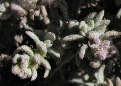 Atriplex californica California Orach, California saltbush Atriplex californica California Orach, California saltbush