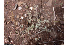 Atriplex californica California Orach, California saltbush Atriplex californica California Orach, California saltbush