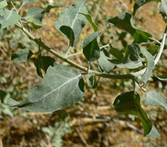 Atriplex lentiformis Quail Bush, Big saltbush, Quailbush, Atriplex lentiformis Quail Bush, Big saltbush, Quailbush,