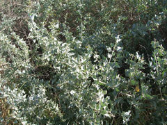 Atriplex lentiformis Quail Bush, Big saltbush, Quailbush, Atriplex lentiformis Quail Bush, Big saltbush, Quailbush,