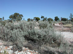 Atriplex nummularia Giant Saltbush, Bluegreen saltbush Atriplex nummularia Giant Saltbush, Bluegreen saltbush