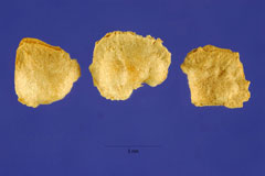 Atriplex nummularia Giant Saltbush, Bluegreen saltbush Atriplex nummularia Giant Saltbush, Bluegreen saltbush