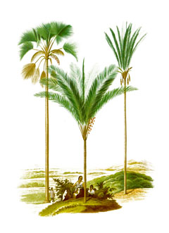 Attalea speciosa Babassu, American Oil Palm, Motacu, Motacuchi Attalea speciosa Babassu, American Oil Palm, Motacu, Motacuchi