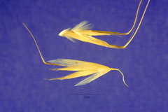 Avena abyssinica Abyssinian Oat Avena abyssinica Abyssinian Oat