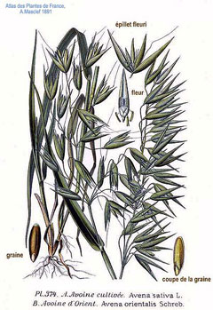 Avena orientalis Hungarian Oat Avena orientalis Hungarian Oat