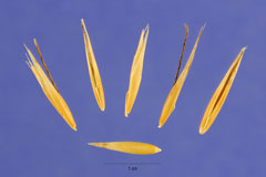 Avena strigosa Bristle Oats, Black oats Avena strigosa Bristle Oats, Black oats