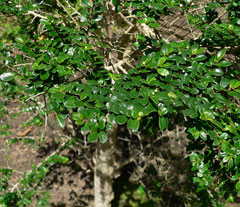 Azara microphylla Azara microphylla