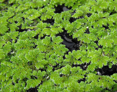 Azolla filiculoides Azolla, Pacific mosquitofern Azolla filiculoides Azolla, Pacific mosquitofern