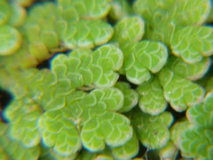 Azolla filiculoides Azolla, Pacific mosquitofern Azolla filiculoides Azolla, Pacific mosquitofern