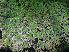 Azolla pinnata Water Fern, Ferny or Red Azolla Azolla pinnata Water Fern, Ferny or Red Azolla