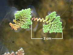 Azolla pinnata Water Fern, Ferny or Red Azolla Azolla pinnata Water Fern, Ferny or Red Azolla