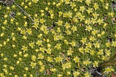 Azorella caespitosa Azorella caespitosa