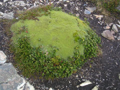 Azorella yareta Azorella yareta