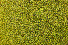Azorella yareta Azorella yareta