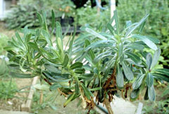 Azorina vidalii Azorina vidalii
