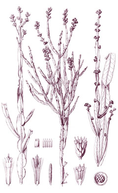 Baccharis genistelloides Carqueja Baccharis genistelloides Carqueja