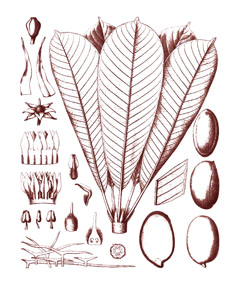 Baillonella_toxisperma African Pearwood, False Shea Butternut Baillonella_toxisperma African Pearwood, False Shea Butternut