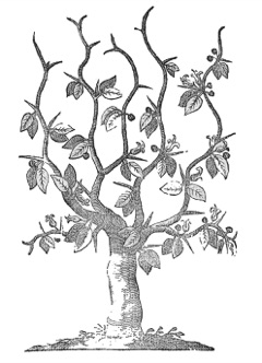 Balanites aegyptiaca Desert Date. Desert date, Soapberry tree