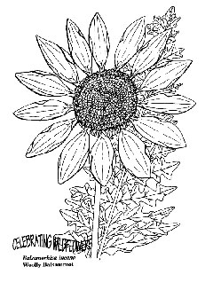 Balsamorhiza incana Hoary Balsamroot