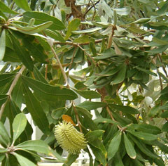 Banksia_integrifolia Coast Banksia
