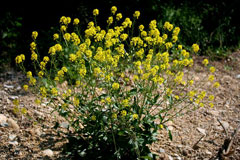 Barbarea_vulgaris Yellow Rocket, Garden yellowrocket