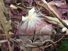 Barringtonia edulis Vutu kana, Cut nut Barringtonia edulis Vutu kana, Cut nut