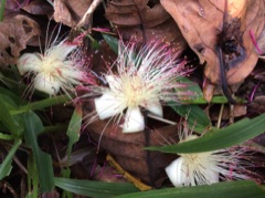 Barringtonia edulis Vutu kana, Cut nut Barringtonia edulis Vutu kana, Cut nut