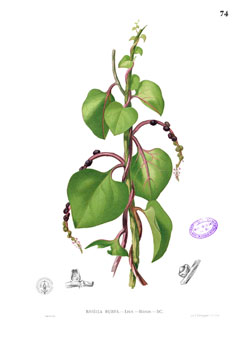 Basella Malabar Spinach, Indian Spinach, Ceylon spinach,