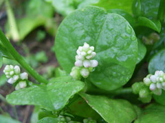 Basella_alba Malabar Spinach, Indian Spinach, Ceylon spinach,