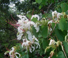 Bauhinia petersiana White bauhinia, Zambezi coffee Bauhinia petersiana White bauhinia, Zambezi coffee