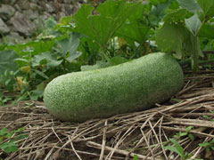 Benincasa hispida Wax Gourd Benincasa hispida Wax Gourd