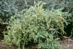 Berberis empetrifolia Berberis empetrifolia
