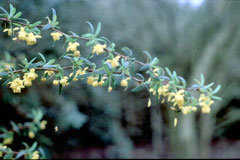 Berberis empetrifolia Berberis empetrifolia