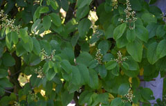 Berchemia racemosa Berchemia racemosa