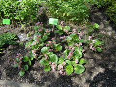 Bergenia ciliata Bergenia ciliata