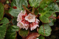Bergenia ciliata Bergenia ciliata