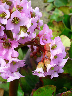 Bergenia cordifolia Siberian-tea, Pigsqueak, Heartleaf Bergenia Bergenia cordifolia Siberian-tea, Pigsqueak, Heartleaf Bergenia