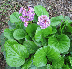 Bergenia crassifolia Siberian Tea Bergenia crassifolia Siberian Tea