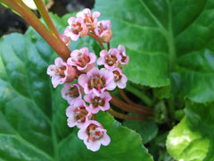 Bergenia crassifolia Siberian Tea Bergenia crassifolia Siberian Tea