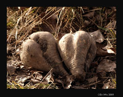 Beta vulgaris Sugar Beet Beta vulgaris Sugar Beet