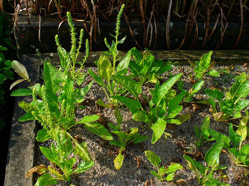 Beta vulgaris maritima Sea Beet Beta vulgaris maritima Sea Beet