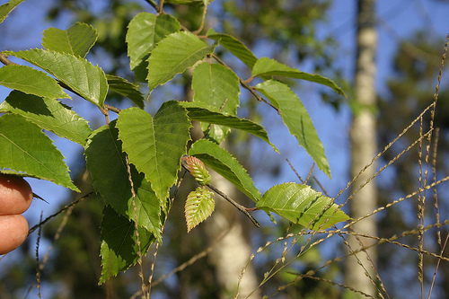 Betula alnoides Betula alnoides
