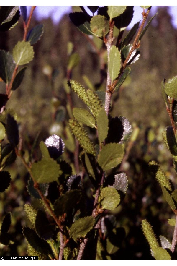 Betula glandulosa Scrub Birch Betula glandulosa Scrub Birch