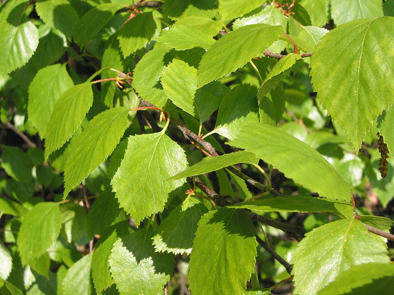 Betula pubescens White Birch