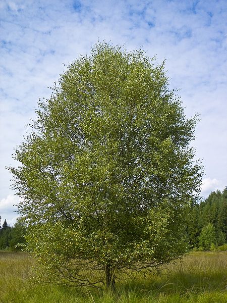 Brzoza omszona (Betula pubescens)
