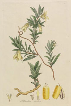 Billardiera scandens Common Appleberry Billardiera scandens Common Appleberry