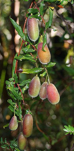 Billardiera scandens Common Appleberry Billardiera scandens Common Appleberry