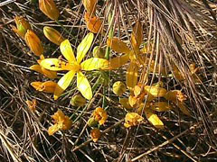 Bloomeria crocea Golden Stars, Common goldenstar Bloomeria crocea Golden Stars, Common goldenstar