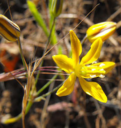Bloomeria crocea Golden Stars, Common goldenstar Bloomeria crocea Golden Stars, Common goldenstar